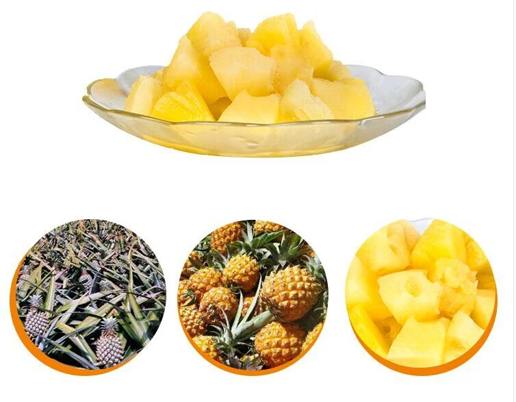 567g Canned Pineapple with Best Quality