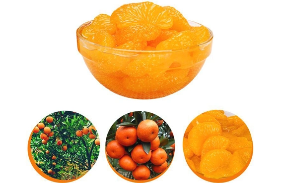 Best Selling Canned Mandarin Oranges with 3000g