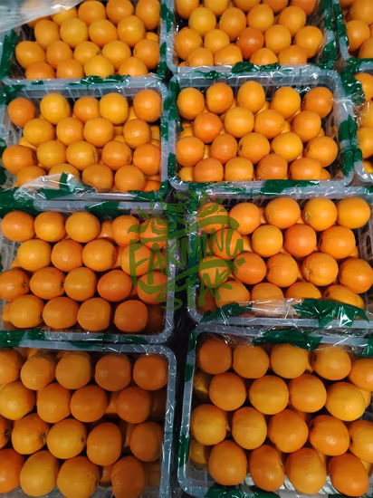 Premium Fresh Oranges